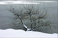 Copie de arbre_10_01_10n01